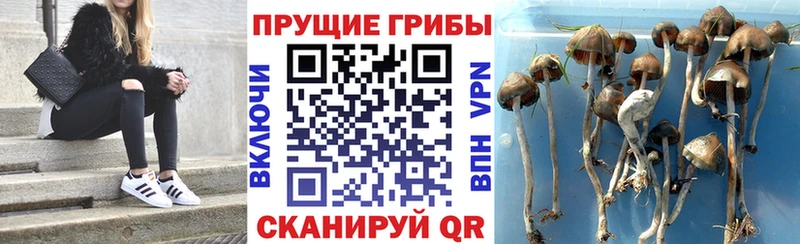 сайты даркнета состав  Шадринск  Галлюциногенные грибы ЛСД  закладки 
